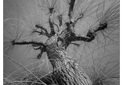 20260124-Vechtstreek-129