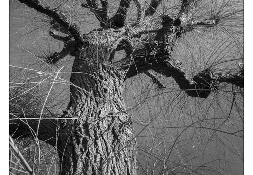 20260124-Vechtstreek-130