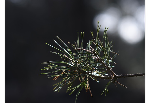 20260207-Kootwijkerzand-101