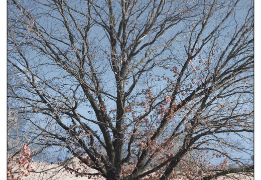 20260207-Kootwijkerzand-104