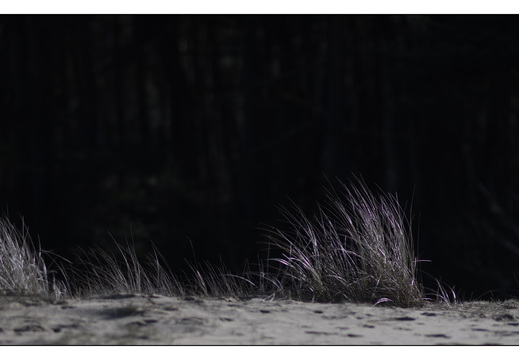 20260207-Kootwijkerzand-108