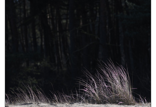 20260207-Kootwijkerzand-109