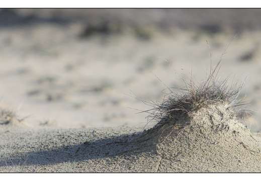 20260207-Kootwijkerzand-120