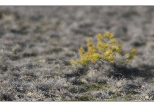 20260207-Kootwijkerzand-122