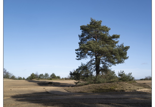 20260207-Kootwijkerzand-128