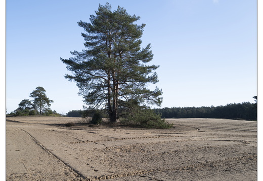 20260207-Kootwijkerzand-129