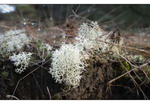 20260207-Kootwijkerzand-131