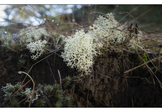 20260207-Kootwijkerzand-132