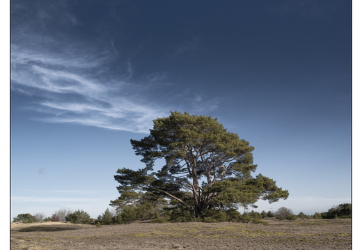20260207-Kootwijkerzand