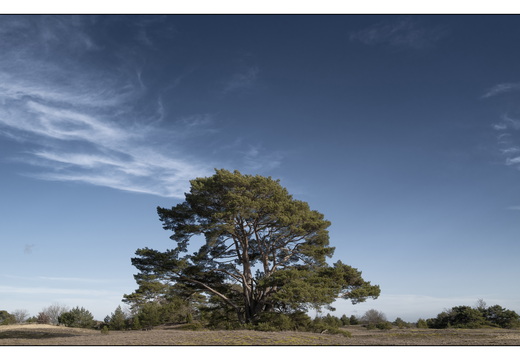 20260207-Kootwijkerzand-137