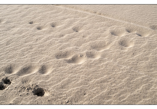 20260207-Kootwijkerzand-138