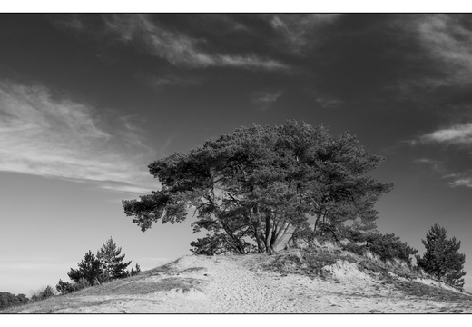 20260207-Kootwijkerzand-139