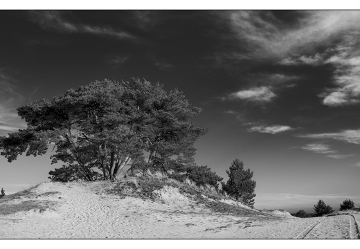 20260207-Kootwijkerzand-140