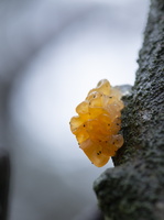 20181202-Herfst-112