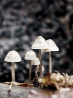 20181202-Herfst-103